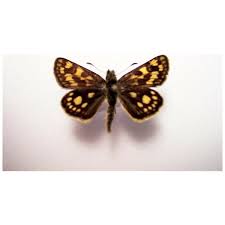 Attēlu rezultāti vaicājumam “Carterocephalus palaemon underside”