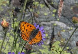 Attēlu rezultāti vaicājumam “Lycaena alciphron underside”
