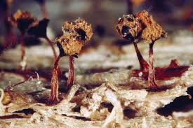 Attēlu rezultāti vaicājumam “Trichia ambigua spores”