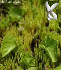 Attēlu rezultāti vaicājumam “Viola palustris leaf”