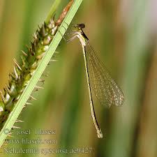 Attēlu rezultāti vaicājumam “Nehalennia speciosa”