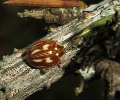 Attēlu rezultāti vaicājumam “Myzia oblongoguttata”