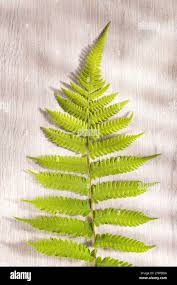 Attēlu rezultāti vaicājumam “Pteridium aquilinum”