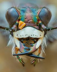 Attēlu rezultāti vaicājumam “Cicindela maritima”