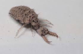 Attēlu rezultāti vaicājumam “Myrmeleontidae”