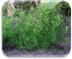 Attēlu rezultāti vaicājumam “Spergula arvensis”