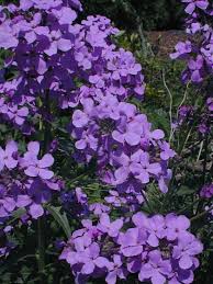 Image result for Hesperis matronalis