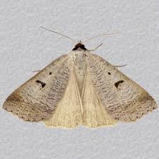 Attēlu rezultāti vaicājumam “Lygephila pastinum”