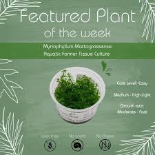 Attēlu rezultāti vaicājumam “Elatine hydropiper leaf”