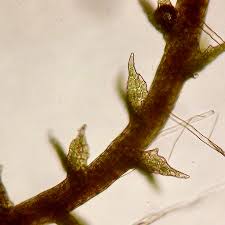 Attēlu rezultāti vaicājumam “Cephaloziella elachista macro”