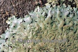 Attēlu rezultāti vaicājumam “Hypotrachyna sp.”