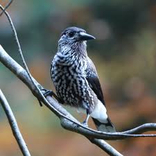 Image result for Nucifraga caryocatactes