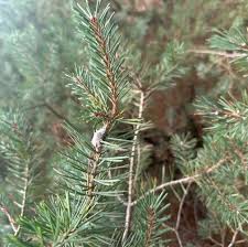 Attēlu rezultāti vaicājumam “Retinia resinella”