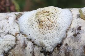 Attēlu rezultāti vaicājumam “Hyphodontia barba-jovis”