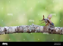 Attēlu rezultāti vaicājumam “Melolontha melolontha imago”