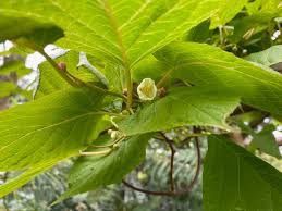 Attēlu rezultāti vaicājumam “Actinidia kolomikta”