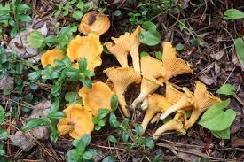 Attēlu rezultāti vaicājumam “Cantharellus cibarius”