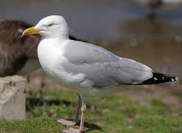 Image result for Wigan Seagulls