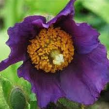 Image result for Meconopsis betonicifolia alba