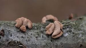 Attēlu rezultāti vaicājumam “Encoelia furfuracea”