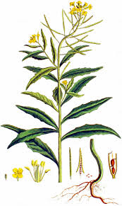 Attēlu rezultāti vaicājumam “Erysimum cheiranthoides fruit”
