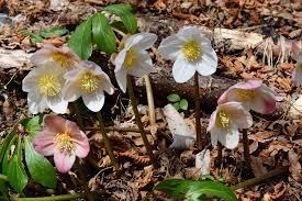 Attēlu rezultāti vaicājumam “Ranunculaceae”