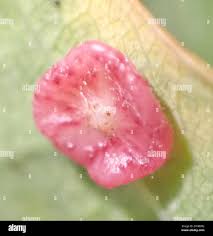 Attēlu rezultāti vaicājumam “Neuroterus albipes”