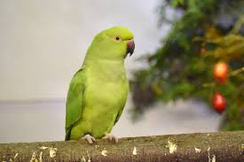 Image result for Psittacula krameri