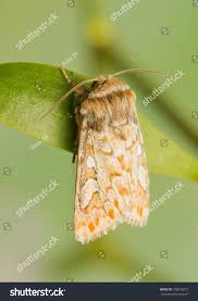 Attēlu rezultāti vaicājumam “Panolis flammea”