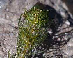 Attēlu rezultāti vaicājumam “Myriophyllum alterniflorum”
