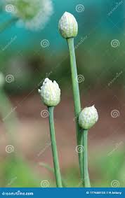 Attēlu rezultāti vaicājumam “Allium cepa bud”