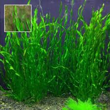 「扭蘭」的圖片搜尋結果