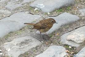 Attēlu rezultāti vaicājumam “Erithacus rubecula juvenile”