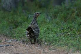 Attēlu rezultāti vaicājumam “Tetrao urogallus male”