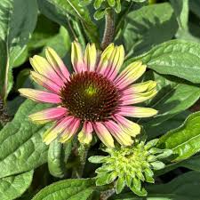 Attēlu rezultāti vaicājumam “Echinacea purpurea flower”