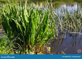 Attēlu rezultāti vaicājumam “Rumex hydrolapathum”