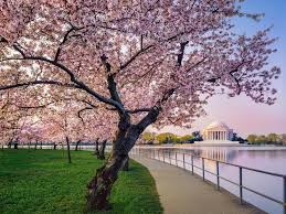 Image result for "cherry blossom" washington