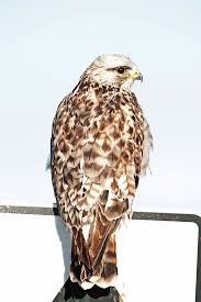 Attēlu rezultāti vaicājumam “Buteo lagopus”