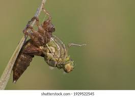 Attēlu rezultāti vaicājumam “Libellula quadrimaculata larva”