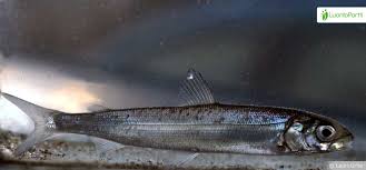 Image result for Coregonus lavaretus