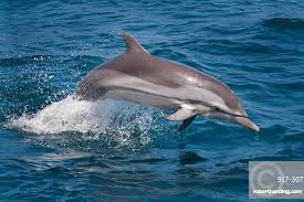 Image result for Stenella coeruleoalba