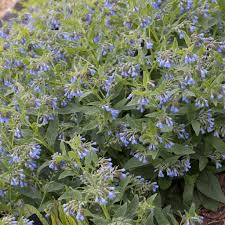 Attēlu rezultāti vaicājumam “Symphytum grandiflorum”