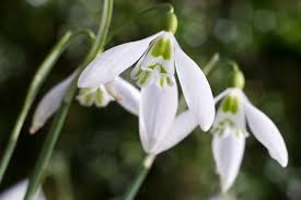 Attēlu rezultāti vaicājumam “Galanthus nivalis flower”