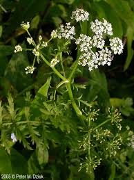Attēlu rezultāti vaicājumam “Berula erecta leaf”