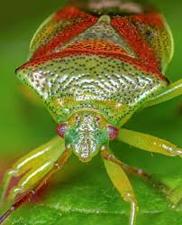 Attēlu rezultāti vaicājumam “Elasmostethus interstinctus”