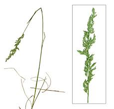 Attēlu rezultāti vaicājumam “Poa angustifolia”