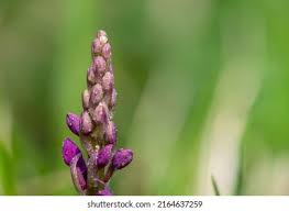 Attēlu rezultāti vaicājumam “Orchis mascula bud”