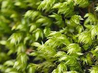 Attēlu rezultāti vaicājumam “Sciuro-hypnum reflexum sporophyte”