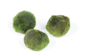 Imagini pentru Cladophora aegagropila