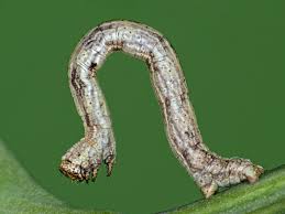 Image result for przyk adnica